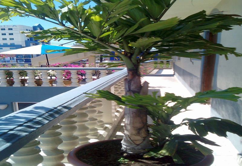 Hotel Mazatlán Exteriér fotografie
